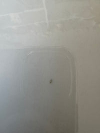 Lot de 6 assiettes Acapulco Villeroy et Boch 24 cm très bon état